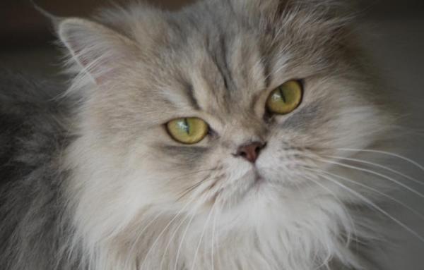 Kiitollisimmat kissarodut - persialainen kissa