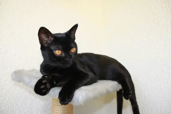 Herttaisimmat kissarodut - Bombay -kissa 
