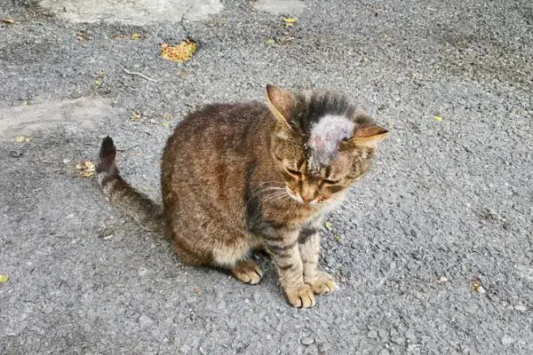 Kissani raapii paljon - Syitä ja mitä tehdä - Miksi kissani raapii paljon ja menettää hiuksiaan?