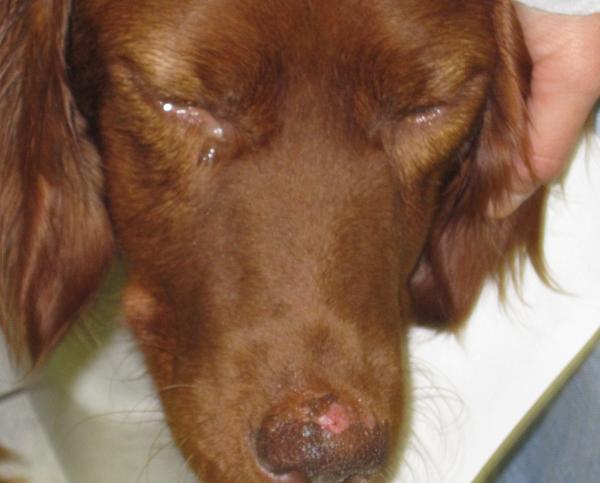 Leishmaniaasikoiran elinajanodote - Leishmanian oireet koirilla