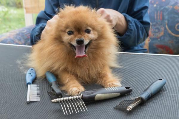 Kuinka hoitaa Pomeranian koiran hiukset?  - Pomeranian hiusten hoito: niiden harjaaminen