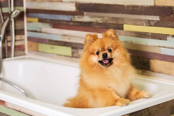 Kuinka hoitaa Pomeranian koiran hiukset?  - Kuinka usein pommerin voi kylpeä? 