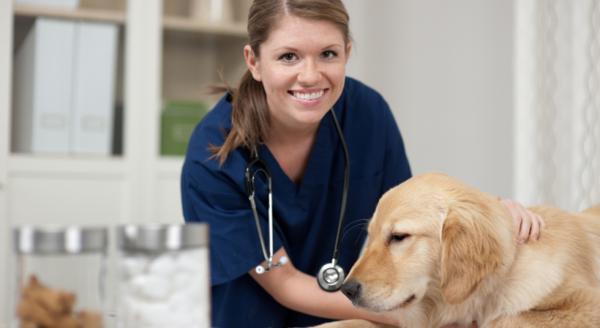 Vitamiinit koirien nivelille - varo nivelsairauden oireita