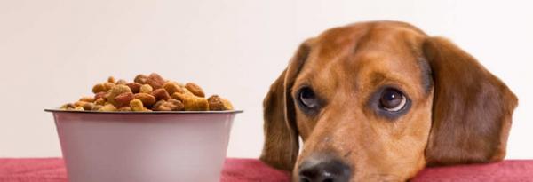 Kuinka monta kertaa koiran pitäisi syödä päivässä?  - Kuinka usein aikuisen koiran pitäisi syödä?