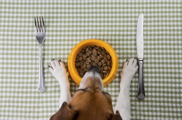 Kuinka monta kertaa koiran pitäisi syödä päivässä?  - Kuinka valita hyvä koiranruoka?