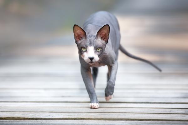 7 rotua karvattomia kissoja - Donskoy Cat