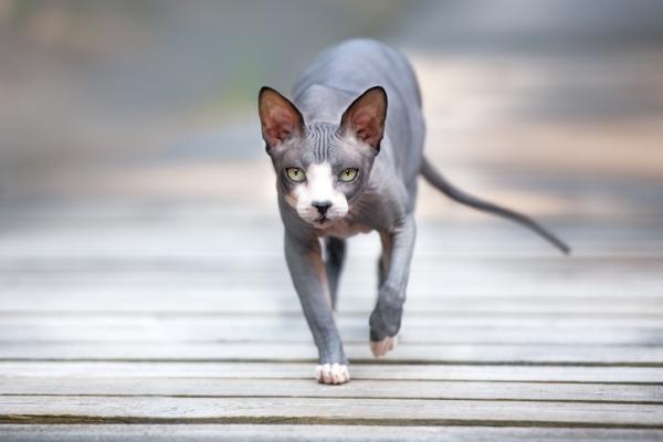 7 rotua karvattomia kissoja - Donskoy Cat