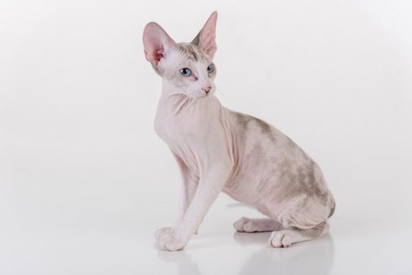 7 rotua karvattomia kissoja - Peterbald kissa