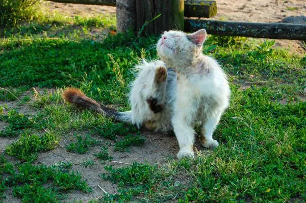 Vinkkejä kirppujen uimiseen - uimisen merkitys