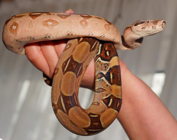 Käärmeet lemmikkeinä - voiko käärme olla seuraeläin?
