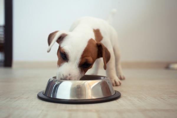 Voivatko koirat syödä palkokasveja?  - Palkokasvit eivät ole koirasi tärkein ruoka