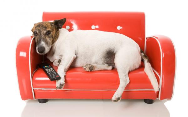 Voivatko koirat katsella televisiota?  - Myyttejä koirien näkemyksestä