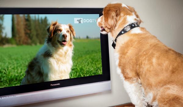 Voivatko koirat katsella televisiota?  - Millainen olisi ihanteellinen televisio koirille?