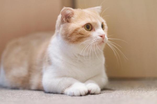 Maailman 10 kauneinta kissaa - Munchkin -kissa