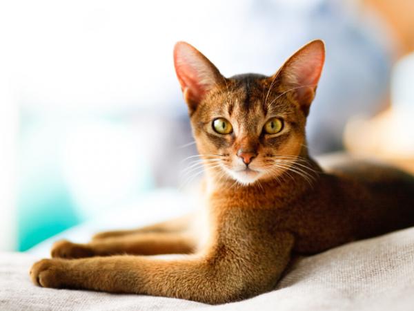 10 kauneinta kissaa maailmassa - Abessinian kissa