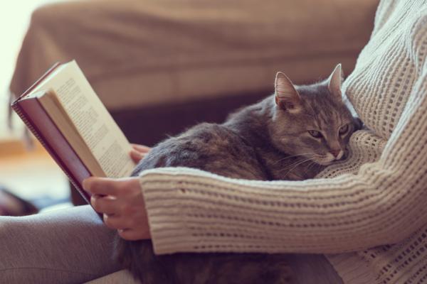 Kylmä kissoilla - oireet, syyt ja hoito - leviääkö ihmisen flunssa kissoille?
