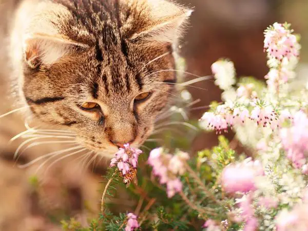 Giardiaasi kissoilla - Oireet ja hoito - Miten tartunta syntyy?