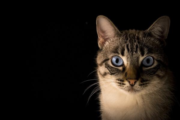 Giardiasis kissoilla - oireet ja hoito - voidaanko Giardiasis estää?