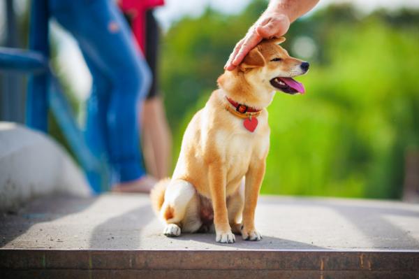 Maailman kauneimmat koirat - 12. Shiba inu