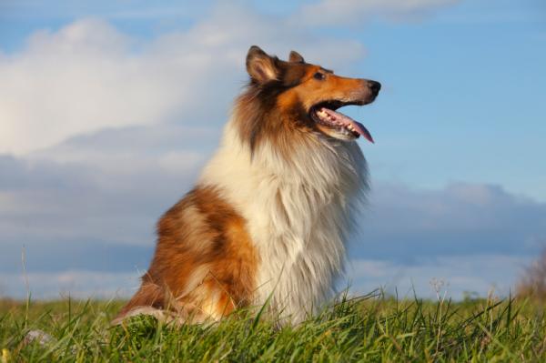 Maailman kauneimmat koirat - 10. Karkea collie tai pitkäkarvainen collie
