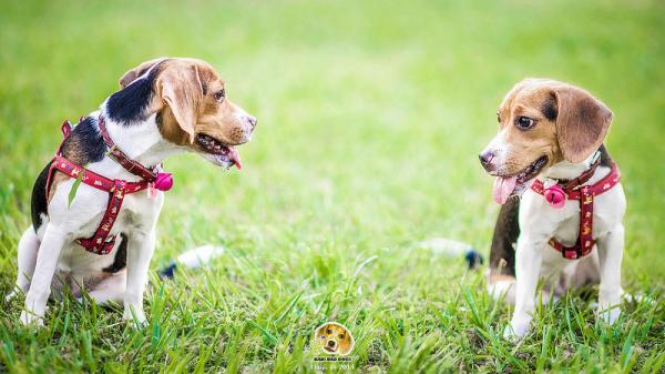 Maailman kauneimmat koirat - 15. Beagle