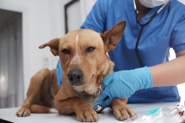 Sikotauti koirilla - syyt, oireet ja hoito - sikotaudin diagnoosi koirilla