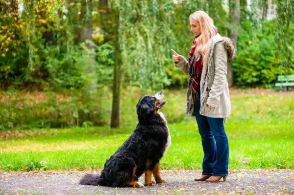 Opeta koirani kävelemään ilman hihnaa askel askeleelta - Laajenna tilaa