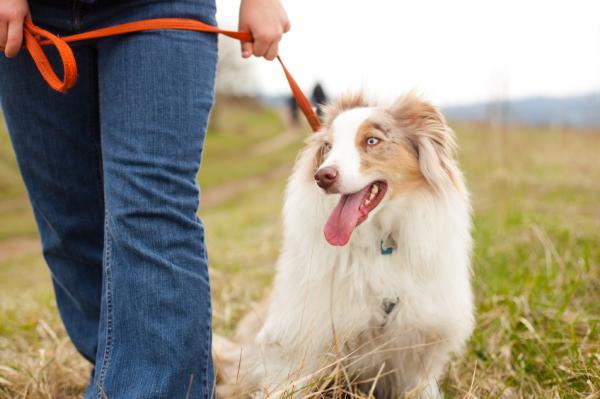 Opeta koirani kävelemään hihnalta askel askeleelta - Käveleekö koirasi yleensä hihnassa?