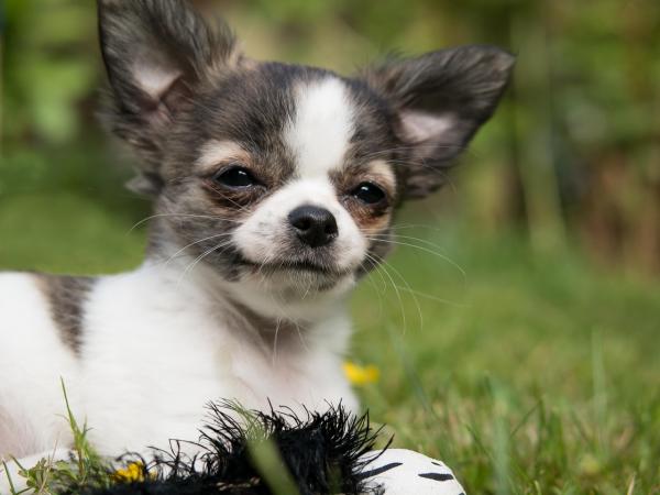 5 pienintä koiraa maailmassa - 1. Chihuahua