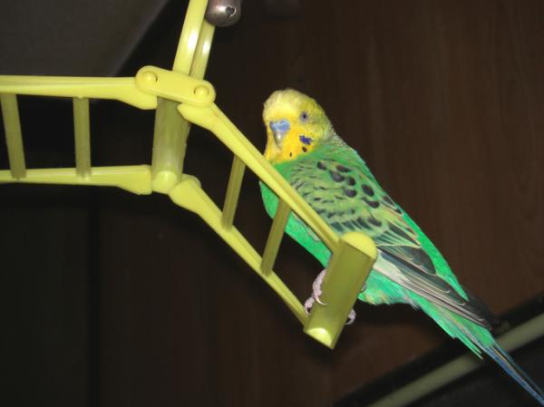 Parhaat lelut parakeille - Lisävarusteet parakeille