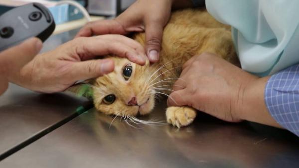 Kissan vestibulaarinen oireyhtymä - syyt, oireet ja hoito - kissojen vestibulaarisen oireyhtymän syyt