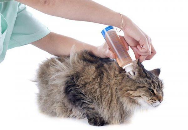 Kissojen vestibulaarinen oireyhtymä - syyt, oireet ja hoito - kissojen vestibulaarisen oireyhtymän hoito