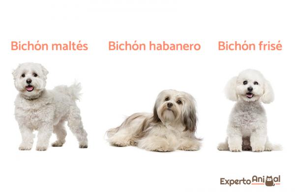 Kääpiökoirarotut - 9. Bichons