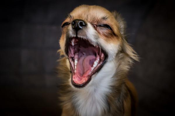 Yskä koirilla - Oireet, syyt ja hoito - Yskä koirilla nielutulehduksen hoitoon