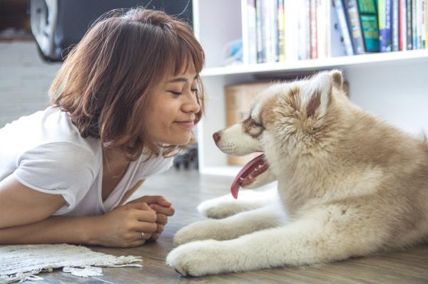 Vestibulaarinen oireyhtymä koirilla - Oireet ja hoito - Vestibulaarisen oireyhtymän omaavan koiran hoito