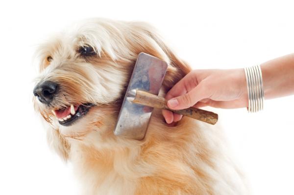 Suositukset koirani hiusten harjaamiseen - Keskikarvaisten koirien harjaaminen
