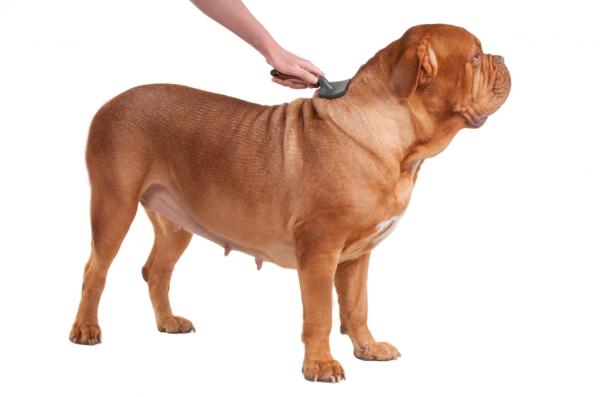 Suosituksia koirani hiusten harjaamiseen - Kuinka harjata lyhytkarvaisia ​​koiria