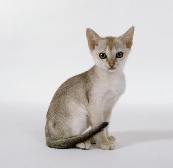 5 pienintä kissalajia maailmassa - 1. Singapore, maailman pienin kissa