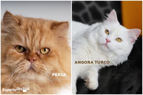 Erot persialaisen kissan ja angoran välillä - persoonallisten ja angora -kissojen hahmoerot