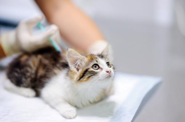 Kissan tarttuva peritoniitti (FIP) - Oireet ja hoito - Kuinka estää FIP kissoilla?