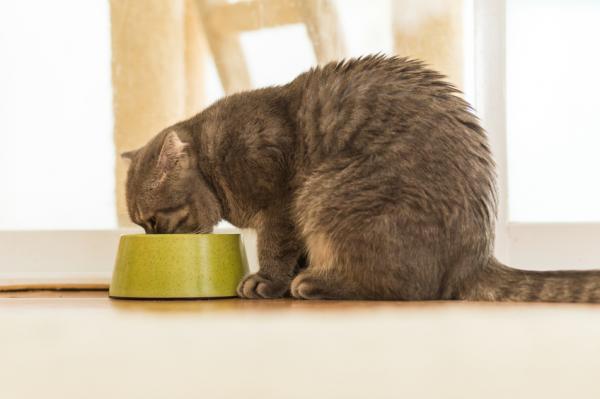 Täydellinen opas ikääntyneiden kissojen hoitoon - Vanhan kissan ruokinta