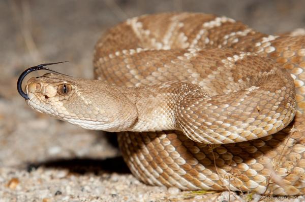 Maailman myrkyllisimmät käärmeet - Pohjois -Amerikan myrkylliset käärmeet