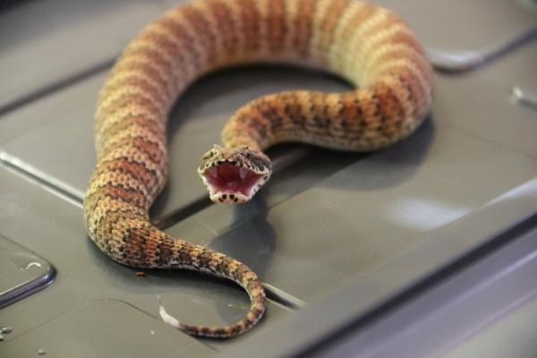 Maailman myrkyllisimmät käärmeet - Australian myrkylliset käärmeet