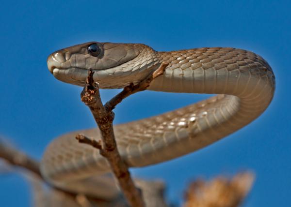Maailman myrkyllisimmät käärmeet - Afrikan myrkylliset käärmeet 