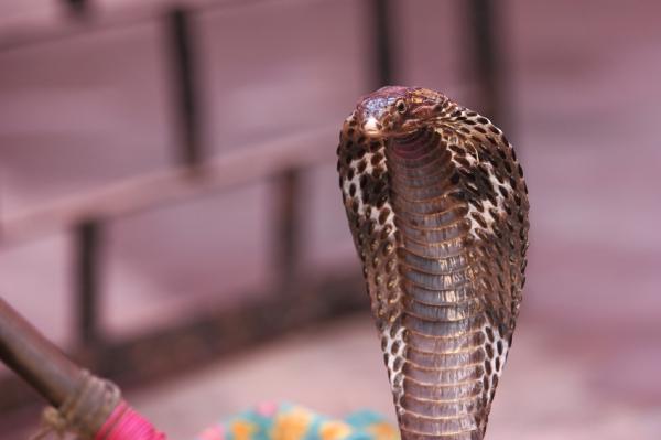 Maailman myrkyllisimmät käärmeet - Aasian myrkylliset käärmeet