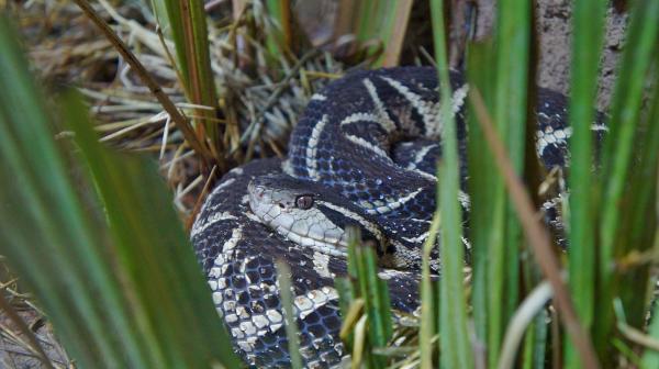 Maailman myrkyllisimmät käärmeet - Etelä -Amerikan myrkylliset käärmeet