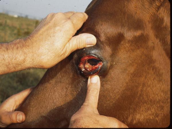 Afrikkalainen hevosrutto - Oireet ja diagnoosi - Afrikkalaisen hevosruton oireet