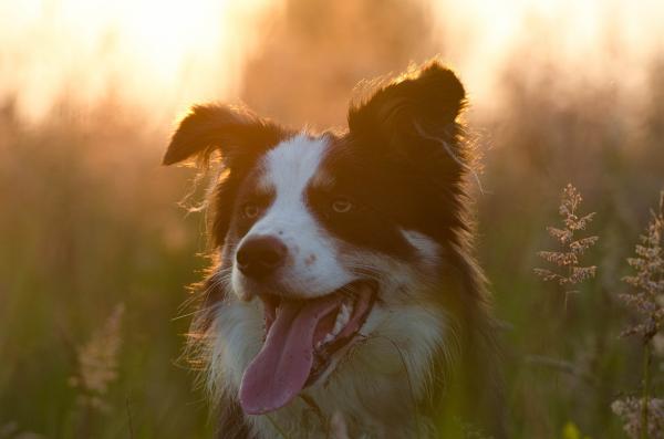 Maailman 5 älykkäintä koiraa - 1. Bordercollie