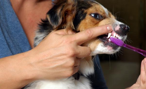 Koiran hengityksen parantaminen kotitekoisilla tempuilla - mitä sinun pitäisi tietää koirasi hengityksestä