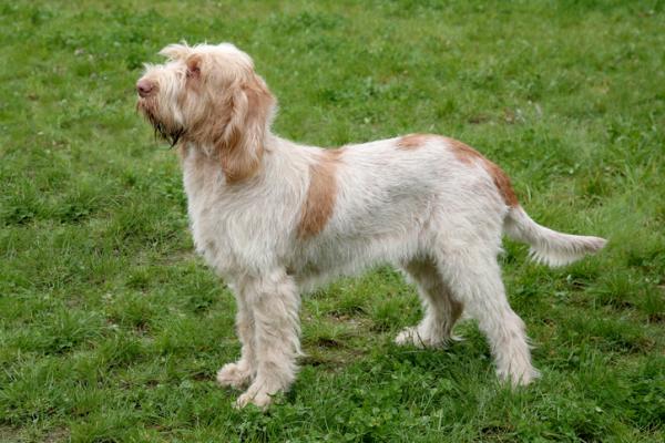 Eniten tuoksuvat koirarodut - 5. Spinone italiano